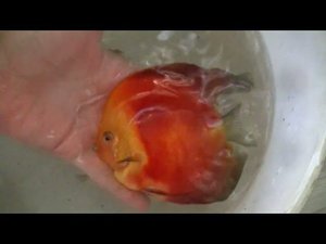 Подарок от Андрея Плотникова. Новые Дискусы разводни.