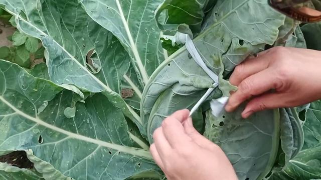 Притенение соцветий цветной капусты. Как получить красивые соцветия цветной капусты. смотреть онлайн