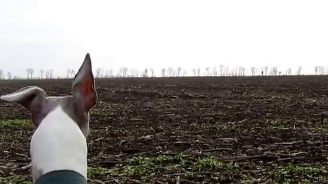 гуси лебеди