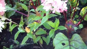 Как сформировать спирею на штамбе!! Показываю!!!