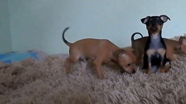 P4180056 смотреть онлайн