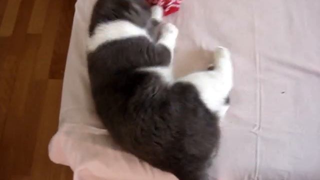 Кнедлик -фетишист смотреть онлайн