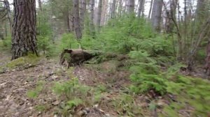 Woodland #russia #dji #forest