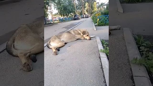 Шарик