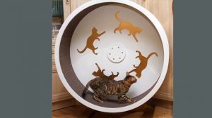 беговое колесо для кошек купить на алиэкспресс