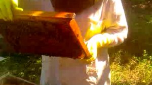 Работа пчеловода на пасеке