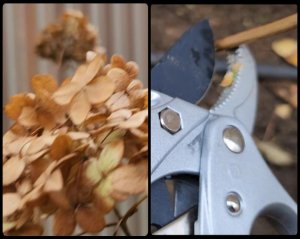 Осенняя обрезка древовидной гортензии