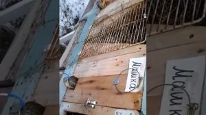 Кролиководство для начинающих уличное содержание.