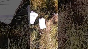 Гнездо земляных шмелей