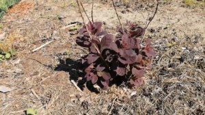 Скумпия, как перезимовала!