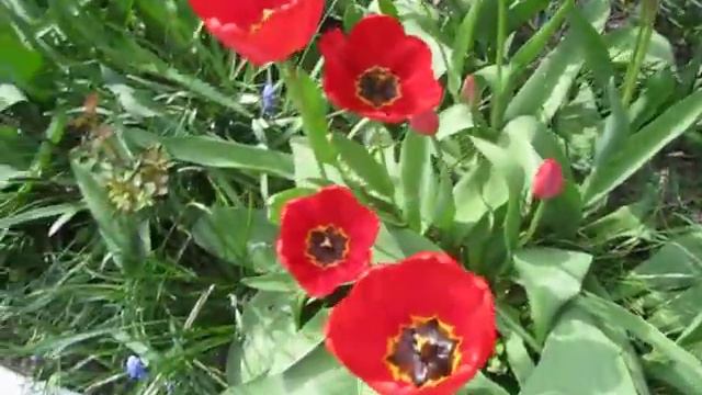 Наш цветник в конце апреля смотреть онлайн