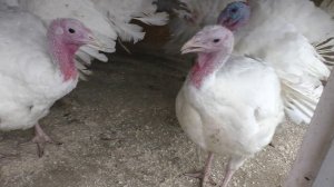 На хозяйстве - такая моя работа