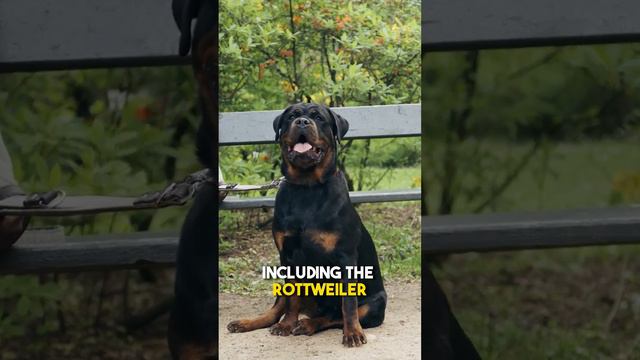 The origin of Doberman Pinscher. смотреть онлайн