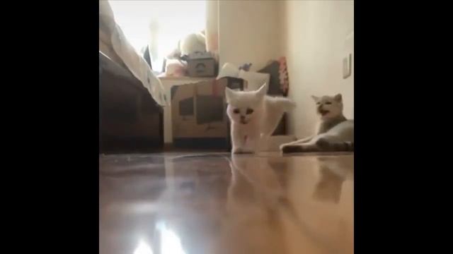 Милые животные! Заряд позитива! Подборка самых милых животных, часть 1 смотреть онлайн