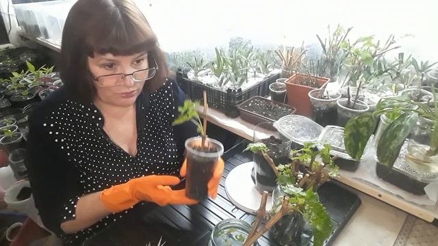 Размножение винограда, отличный результат.