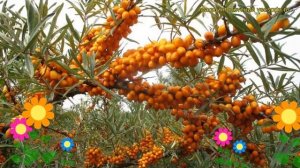 Облепиха крушиновидная. Краткий обзор, описание характеристик hippophae rhamnoides