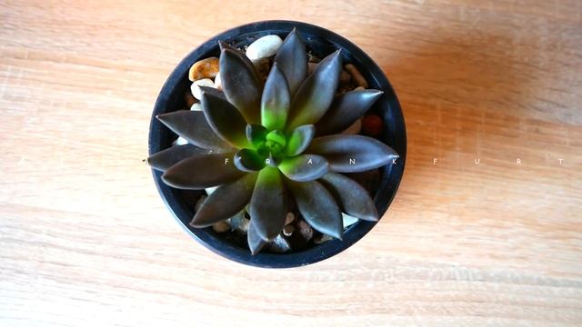 Сохнут и Желтеют листья Эхеверии. Причины и как помочь растению смотреть онлайн