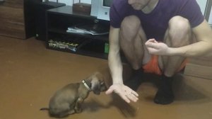 Дрессировка щенка таксы 2.- 1.5 месяца.