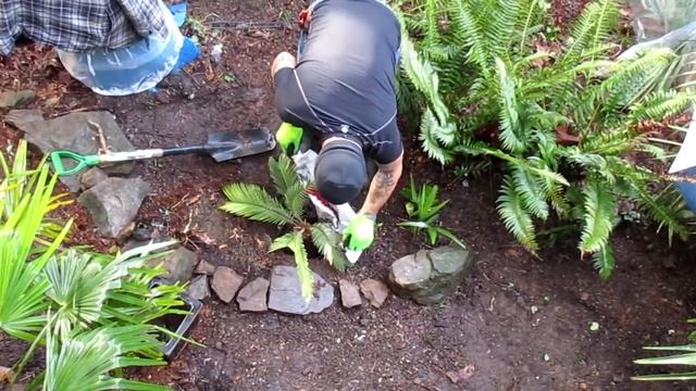 Sago Palm . Cycas revoluta смотреть онлайн