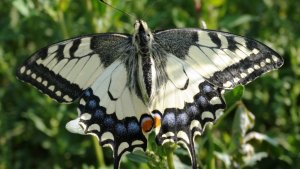 Махаон. Бабочка из Красной книги ( Papilio machaon )