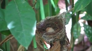 Araripe Manakin nest