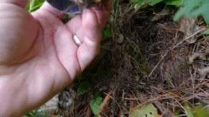 Foraging and Cooking Indigo Milkcap Wild Mushrooms