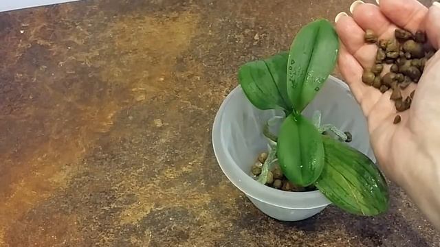 21.08.20.пересадка мини ОРХИДЕИ через 5 мес. смотреть онлайн