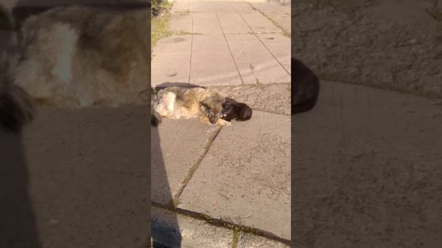 VID 20170916 153730 смотреть онлайн