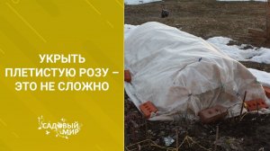 Укрыть плетистую розу совсем несложно
