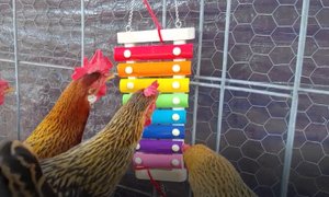 Курам нравится ксилофон