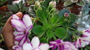 Мій улюблений момент в вирощуванні мінісенполій +огляд Балчуг Протеже химера