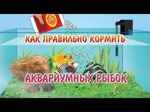 КАК ПРАВИЛЬНО КОРМИТЬ АКВАРИУМНЫХ РЫБОК !?