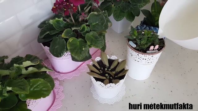 YUMURTA KABUĞUNUN FAYDALIRI ÇİÇEK ÇOŞTURAN yumurta kabuğu ile смотреть онлайн