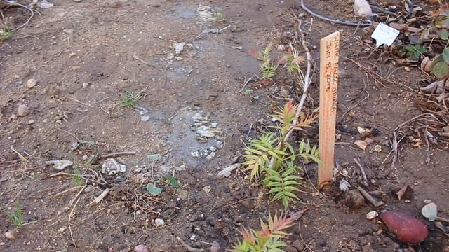 Growing Sorbaria sorbifolia aka False Spirea | How to grow a year round cut flower garden ~ Ep 42 смотреть онлайн