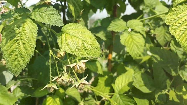 Малина, сладка ягодка, что с тобой???? смотреть онлайн