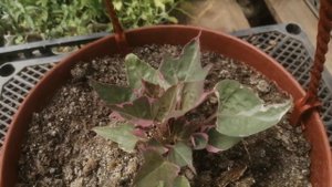 Ипомея COLORED LEAFS - батат не земной красоты!