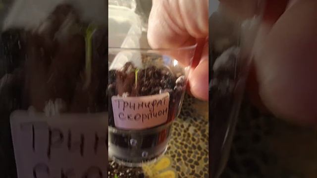 Эустома перцы! Сезон открыт!