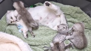 Как котята разговаривают с мамой кошкой / Это так мило!