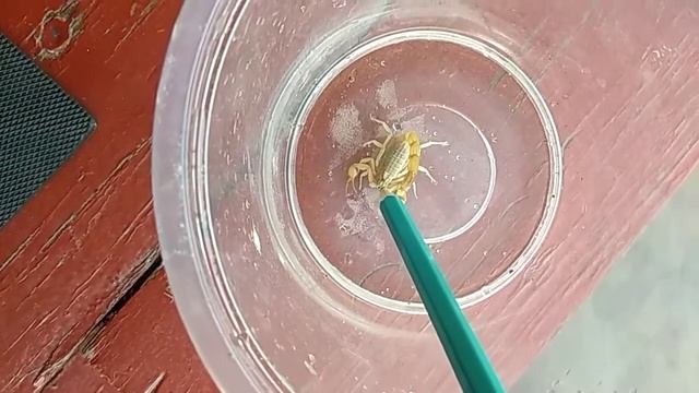 Жёлтый скорпион ? Leiurus quinquestriatus  (лат.) — вид скорпионов из семейства Buthidae. смотреть онлайн