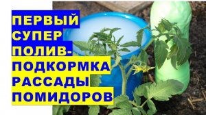 Когда первый раз поливать рассаду помидоров после посадки в грунт? Чем подкормить томаты первый раз?