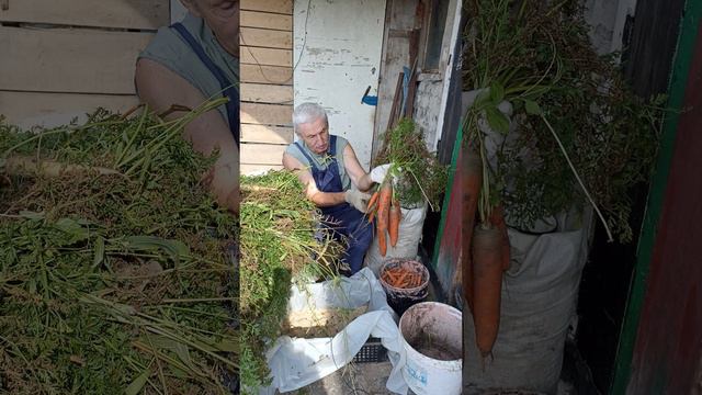 МОРКОВЬ - результаты уборки....