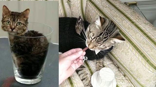 Коты из книги рекордов Гиннеса смотреть онлайн