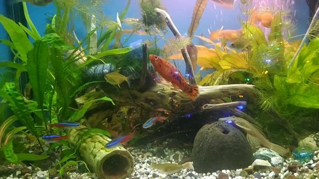 Что будет, если не сифонить грунт!Растения растут и не жалуются в аквариуме смотреть онлайн