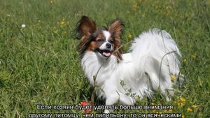 Папильон (собака бабочка): описание породы