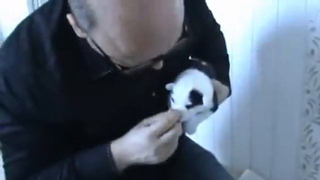 Щенки якутской лайки