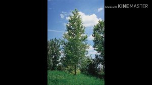 Лечение осиной