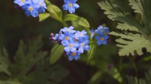 Альбом «лавандовая ночь» композиция «сиреневый день» .