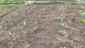 Как вырастить капусту для засолки на зиму