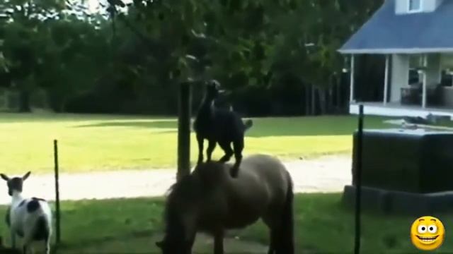 Козы "ездят - катаются" на Лошадях. Сборник 2016 смотреть онлайн