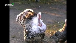 индюк, голос индюка the voice of a turkey